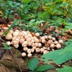 paddestoelen00001