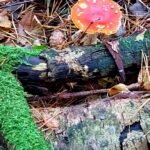 paddestoelen00002