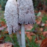 paddestoelen00003