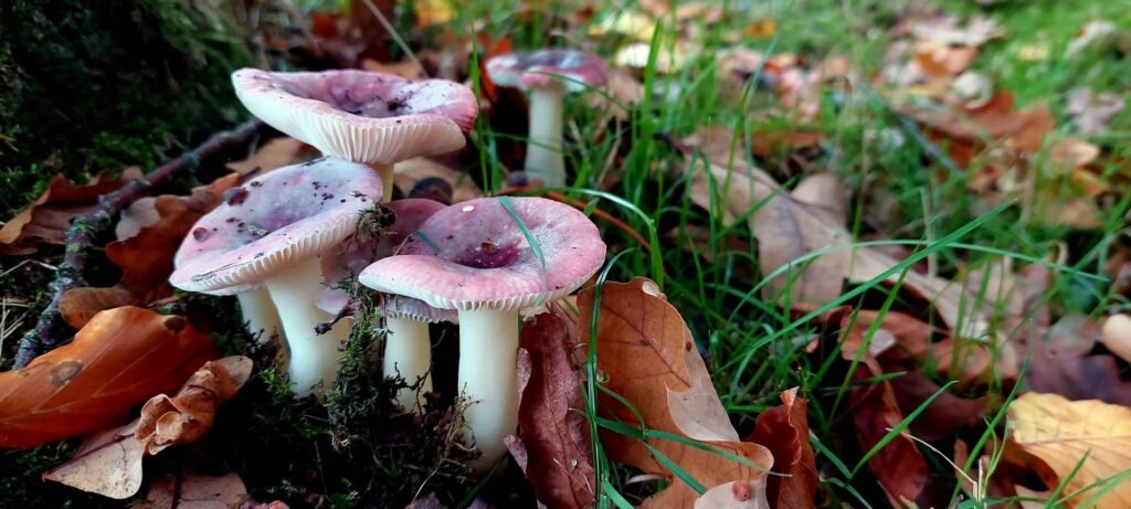 paddestoelen00004