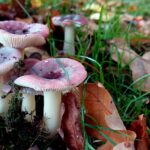 paddestoelen00004