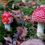 paddestoelen00005