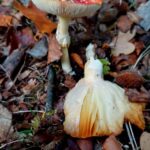 paddestoelen00006
