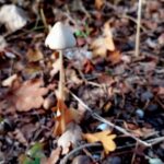 paddestoelen00007