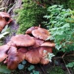 paddestoelen00008