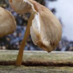 paddestoelen00009