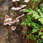 paddestoelen00010
