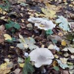 paddestoelen00011