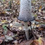 paddestoelen00012