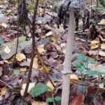 paddestoelen00013
