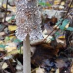 paddestoelen00014
