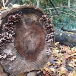 paddestoelen00015