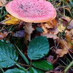 paddestoelen00016