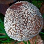 paddestoelen00020
