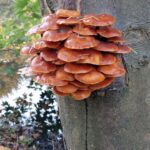 paddestoelen00022