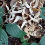 paddestoelen00024
