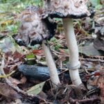 paddestoelen00026