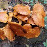 paddestoelen00027