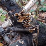 paddestoelen00028