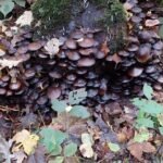 paddestoelen00029