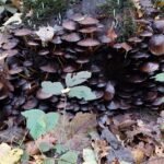 paddestoelen00030