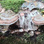 paddestoelen00031