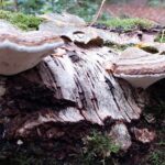 paddestoelen00032