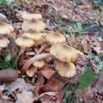 paddestoelen00033