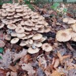 paddestoelen00034