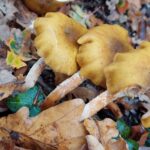 paddestoelen00035