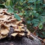 paddestoelen00036