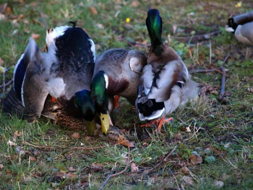 Dieren